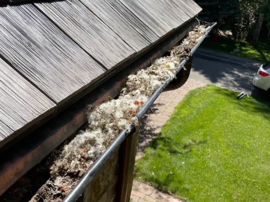 Gutter full of moss and debris